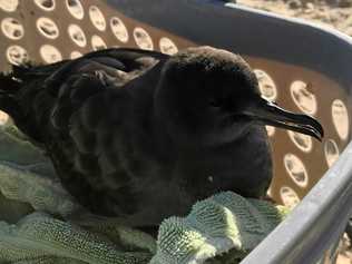 A shearwater being prepared for release at Fingal Headland