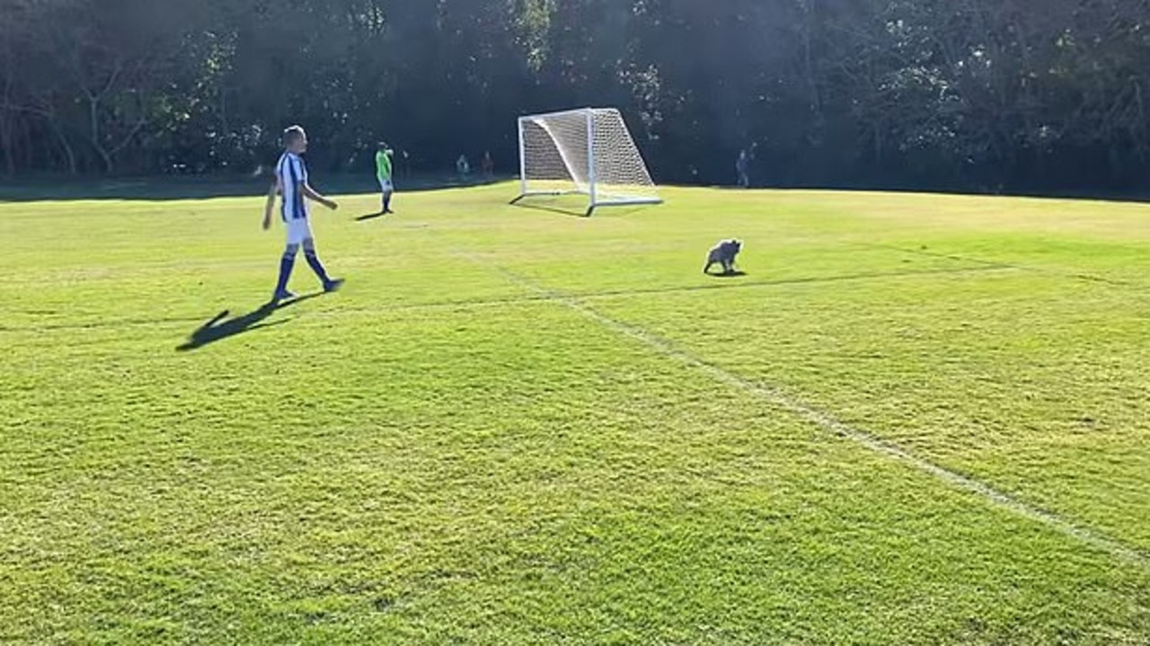 The koala stopped her stroll momentarily before moving along when a player approached. Picture: Storyful.