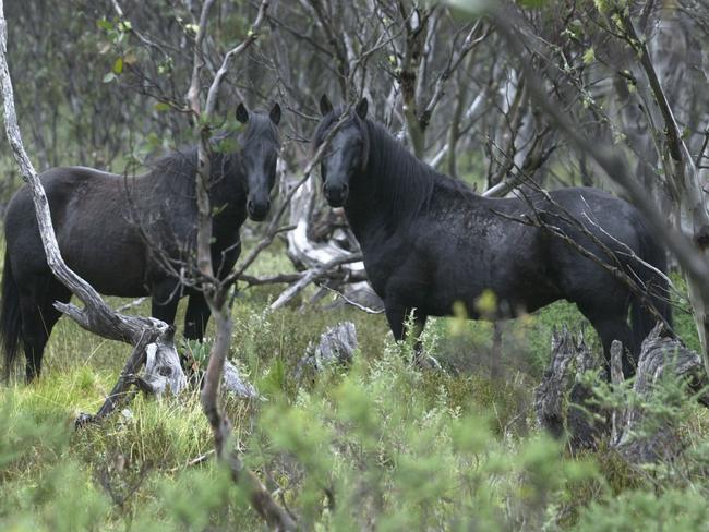 Two black brumbies in Kosciuszko National Park.