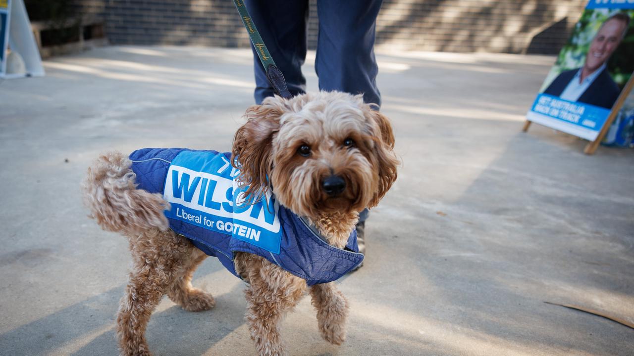 MELBOURNE, AUSTRALIA – MAY 3, 2025: Pro Wilson dog. Tim Wilson will be voting at Beaumaris Secondary College. Picture: NewsWire/ Nadir Kinani