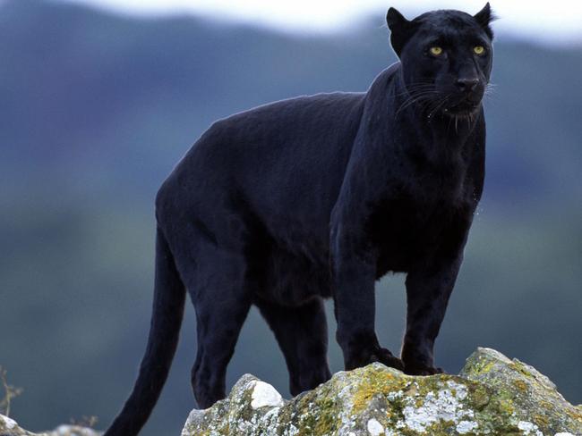 There have been reported sightings of a panther on the Central Coast for years. 