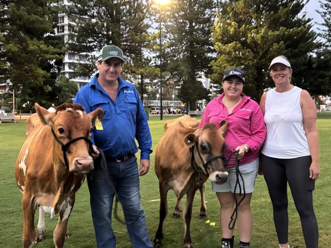 Left to right: Macy, Thomas Brook, Lucy, Cynthia Brook, Natalie Geard. Cows on the beach at the Gold Coast as for the Bega milk run, as part of the Australian Dairy Conference. Picture: Jacklyn O'Brien.