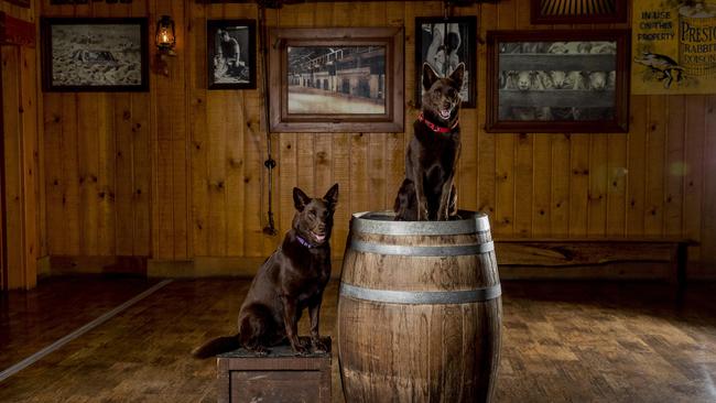 Dogs, Oi (on the box), Red (on barrel) from Outback Spectacular who play Red Dog. Picture: Jerad Williams