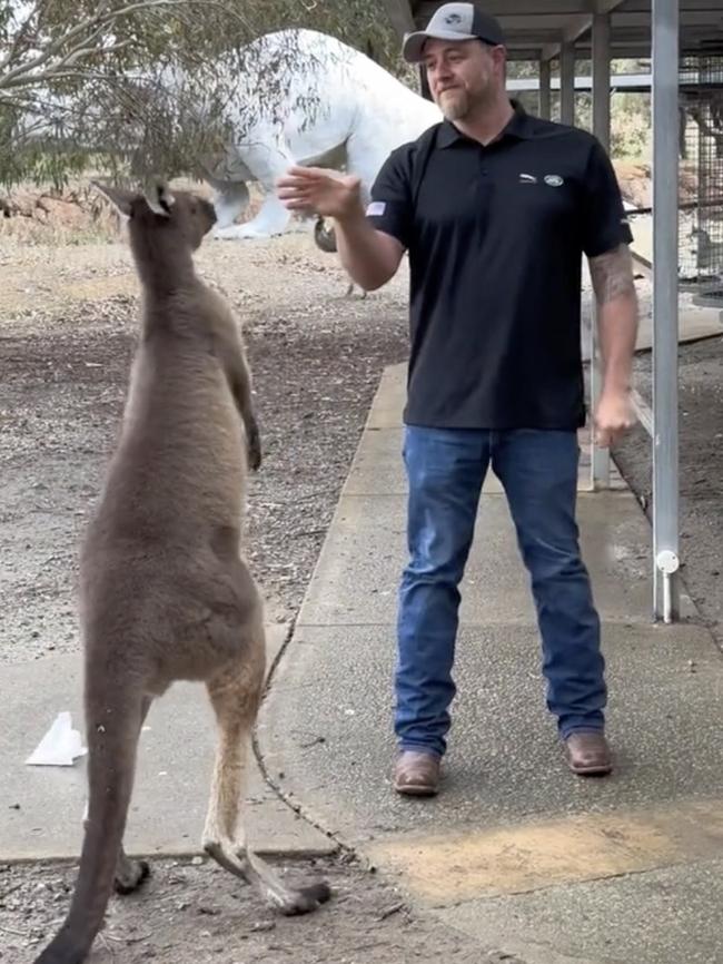 The tourist and the roo walked away unharmed. Picture: TikTok