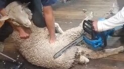 A sheep being shorn with a chainsaw in Tasmania. Pic: supplied