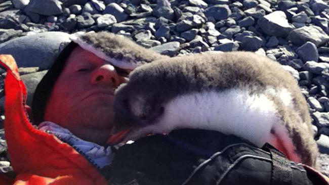 MUST NOT PUBLISH BEFORE MIDNIGHT FRIDAY 3RD APRIL MUST CREDIT PICTURE MEDIA PIC FROM CATERS NEWS - (PICTURED: Joel even manages to take a selfie with the penguin ) - A photographer got more than he bargained for when a baby penguin decided to jump on him in this adorable video. Joel Oleson, 41, was on a work trip to Antarctica when he was approached by the baby penguin. But instead of just pecking his feet and walking by, the chick climbed onto his stomach and got a bit too close for comfort! In the unbelievable footage, IT worker Joel can be seen welcoming the little penguin and then gasping in shock as it jumps up onto his stomach. He met the over-friendly penguin after his guide took him to a penguin rookery with thousands of penguins. SEE CATERS COPY.