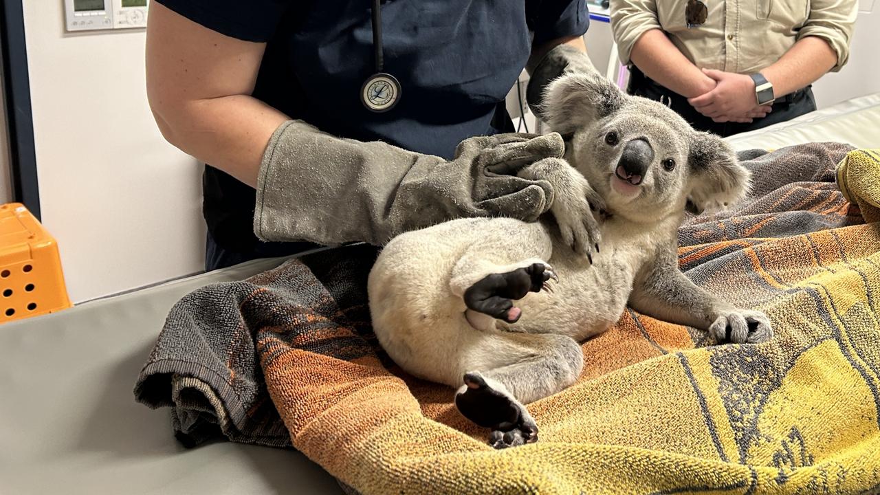 Male Koala Rescued From Ring Road, Townsville After Rare Sighting 