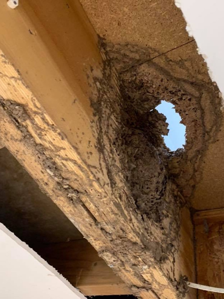 Pegasus Environmental Pest Control &amp; Termite Management has snapped photos of termite damage at homes across the Gold Coast.