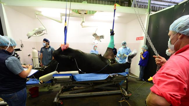 Te Mania Emperor during his knee surgery at Geelong Vet Hospital in 2014. Picture: Mitch Bear