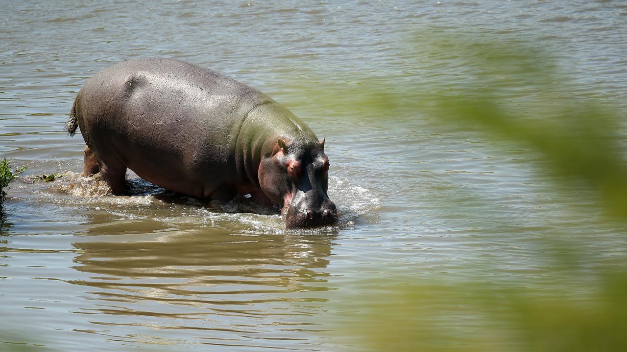 Hippos are a vulnerable species found throughout Africa and, now, Colombia. Picture: Jan Kruger/Getty Images