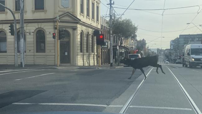 A deer on the loose in Johnston St, Fitzroy in 2021. Picture: Twitter/@AussieAusborne