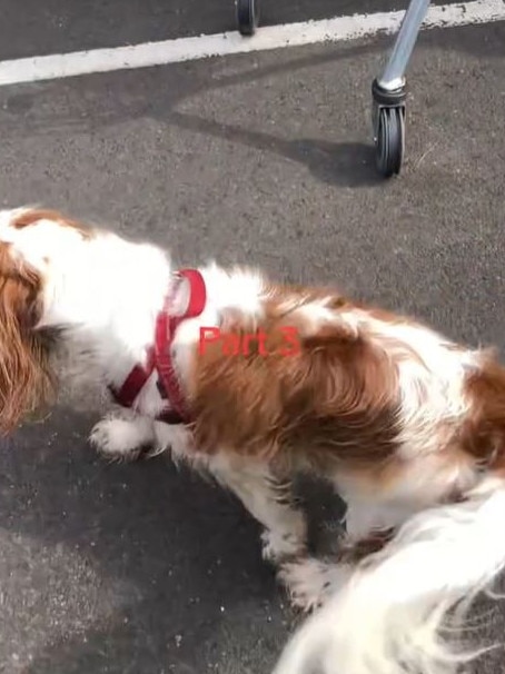 The dog was seen wagging its tail after jumping out of the car. Picture: TikTok