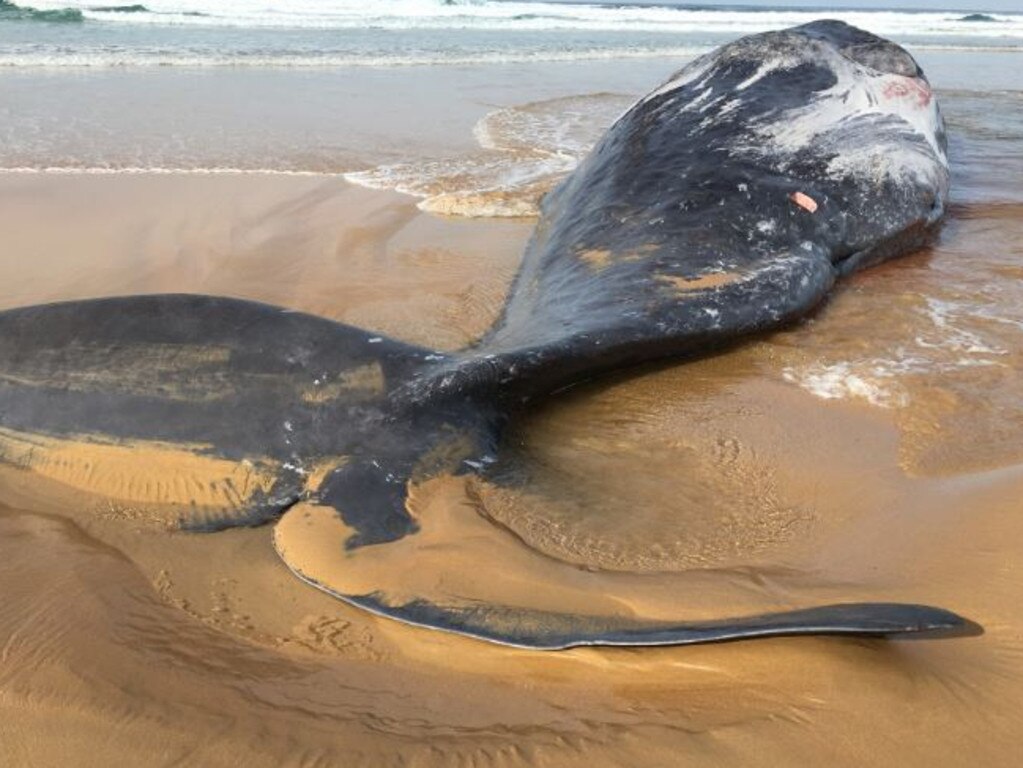 A Sperm Whale carcass more than 16 metres long has washed up on the Forrest Caves Beach at Phillip Island. Picture: Department of Environment, Land, Water &amp; Planning