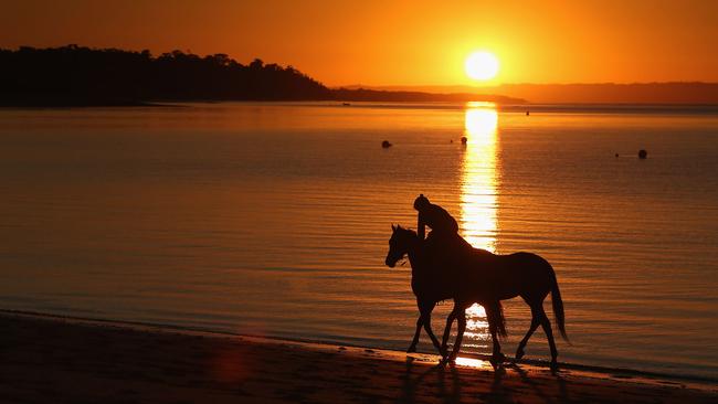 A track rider holds tight another horse while cantering along the foreshore during a training session at Balnarring Beach. Picture: Michael Dodge