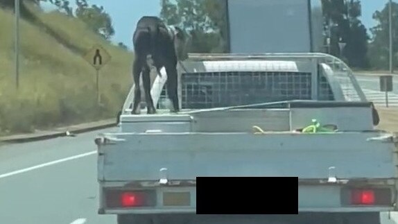 The person who captured the images said the dog on the back of a ute travelling south on the Bruce Hwy was “distressed” by the heat of the tray and ended up seeking refuge on top of an esky.