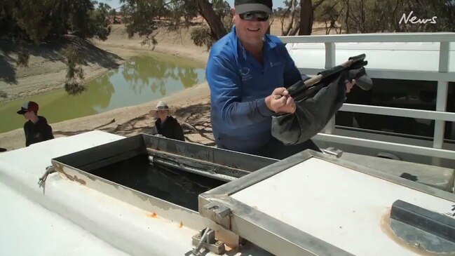 Two million native fish to return to NSW rivers