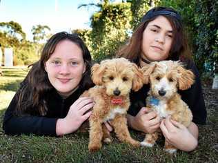 CUTE AND CUDDLY: Ashtyn and Kalia with therapy dogs Moana and Pablo. Picture: Vicki Wood