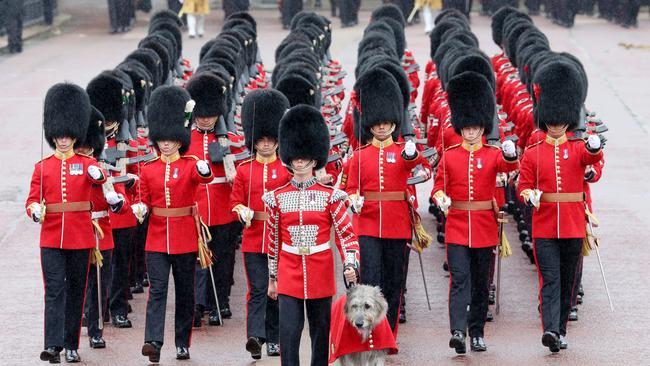 The Irish Guards mascot, an Irish Wolf Hound named Turlough Mor but affectionately known as Seamus, is led across the square by a scarlet-coated drummer and presented to the regiment as the soldiers line up during Trooping the Colour at Buckingham Palace. Picture: Getty