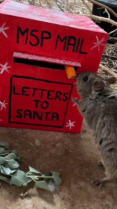 Santa Paws brings Christmas cheer to Adelaide Zoo