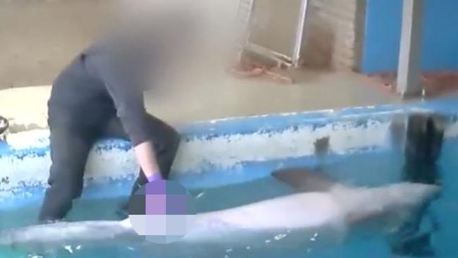 The keeper was not doing anything illegal, according to Dutch prosecutors. Picture: RambamCCP/YouTube