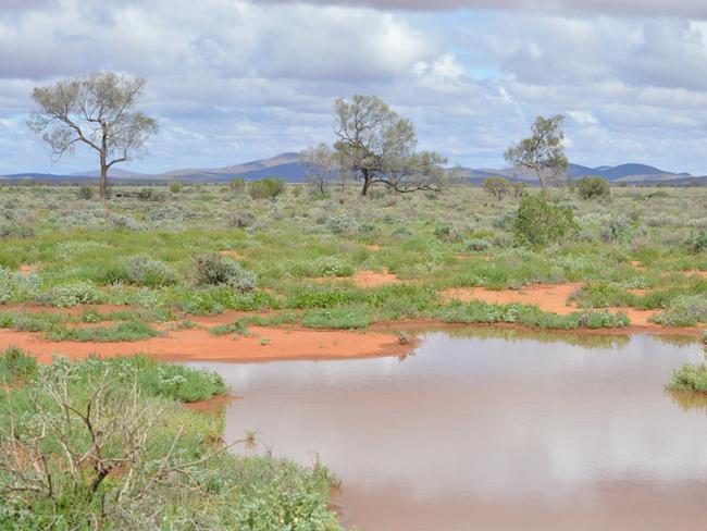 Boolcoomatta Station Reserve, after the recent rain. The 630 km² privateprotected area in eastern South Australia, 463km north-east of Adelaide and100km west of Broken Hill. Supplied only for use with a story on thePastoral Lands Bill. Must credit: Bush Heritage Australia.