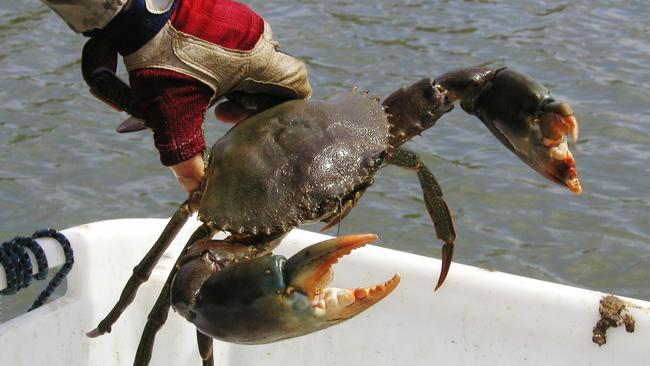 There are proposed new laws which make interfering with an aquaculture activity or fishing apparatus a serious fishing offence. Photo: Supplied.