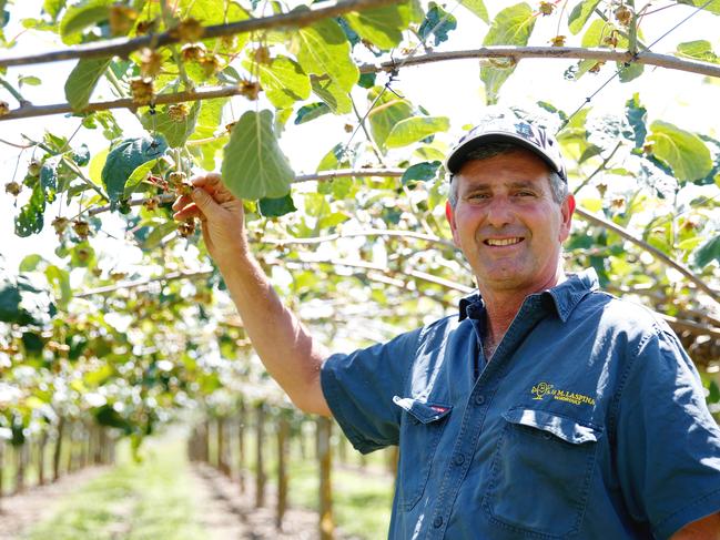 Joe LaSpina on his capsicum farm and in his greenhouses. Photo by Chloe Smith.