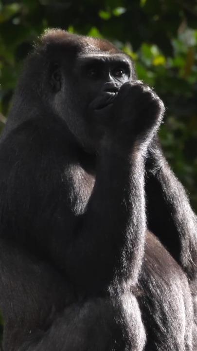 Melbourne Zoo heartbroken after gorilla's sudden death