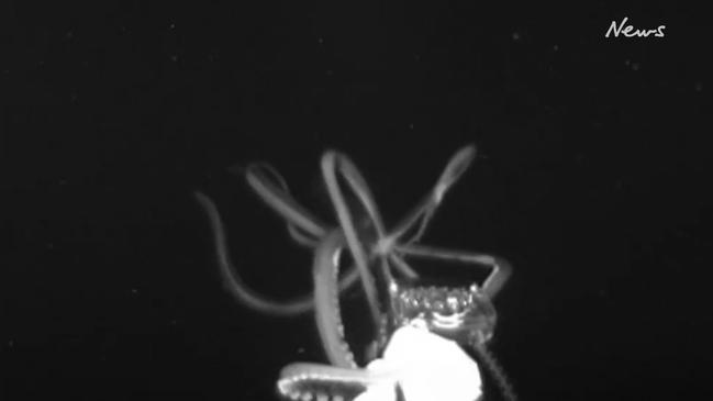 Rare giant squid caught on video for the first time