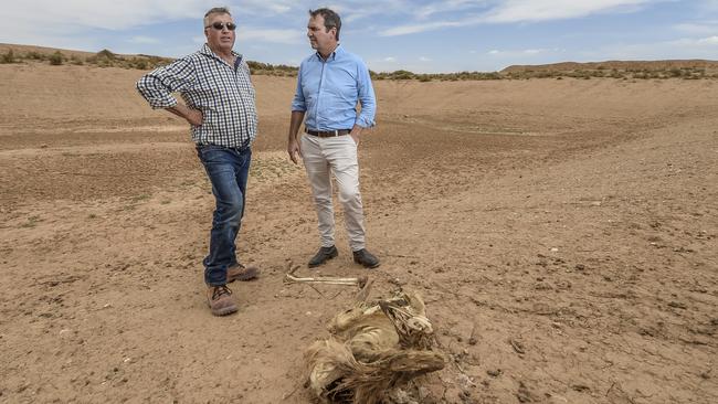 Pastoralist Kym Riggs of Florian Station, says wild dogs and kangaroos are making life harder for pastoralists trying to weather dry conditions. Picture: AAP/ Roy VanDerVegt