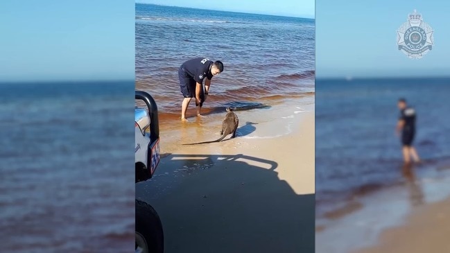 Marsupial rescue at Bribie