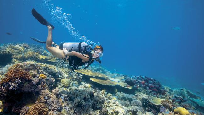 A diver on the Great Barrier Reef. Sir David Attenborough is returning to do a documentary on the Great Barrier Reef - 60 years after his first visit. Picture: Tourism Australia