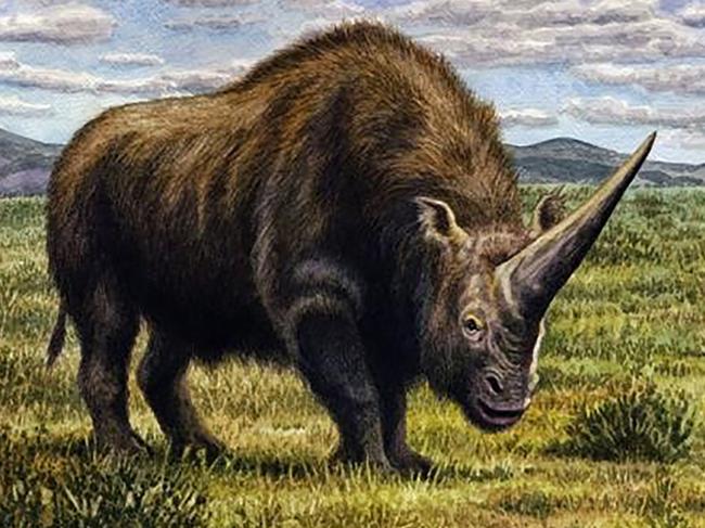 An artist’s impression of the Elasmotherium. Picture: W. S. Van der Merwe