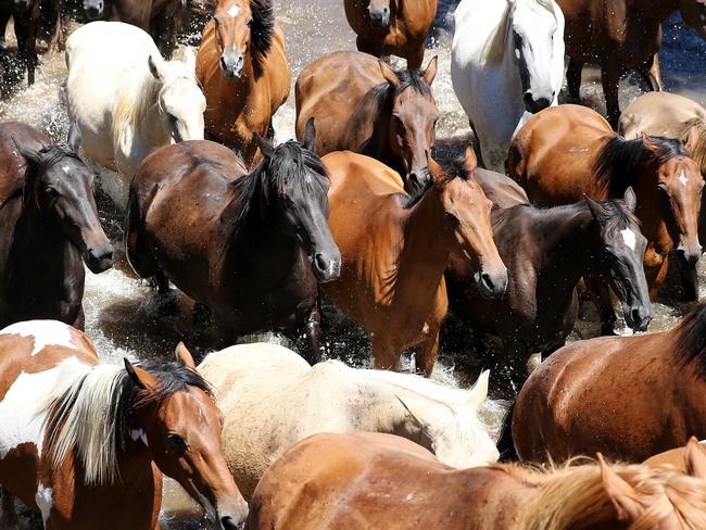 The horses were more than delighted to see water. Picture” Peter Lorimer