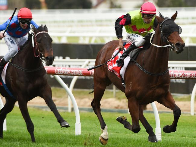 Duke Of Brunswick looks a good proposition at the Valley on Saturday. Picture: Getty Images