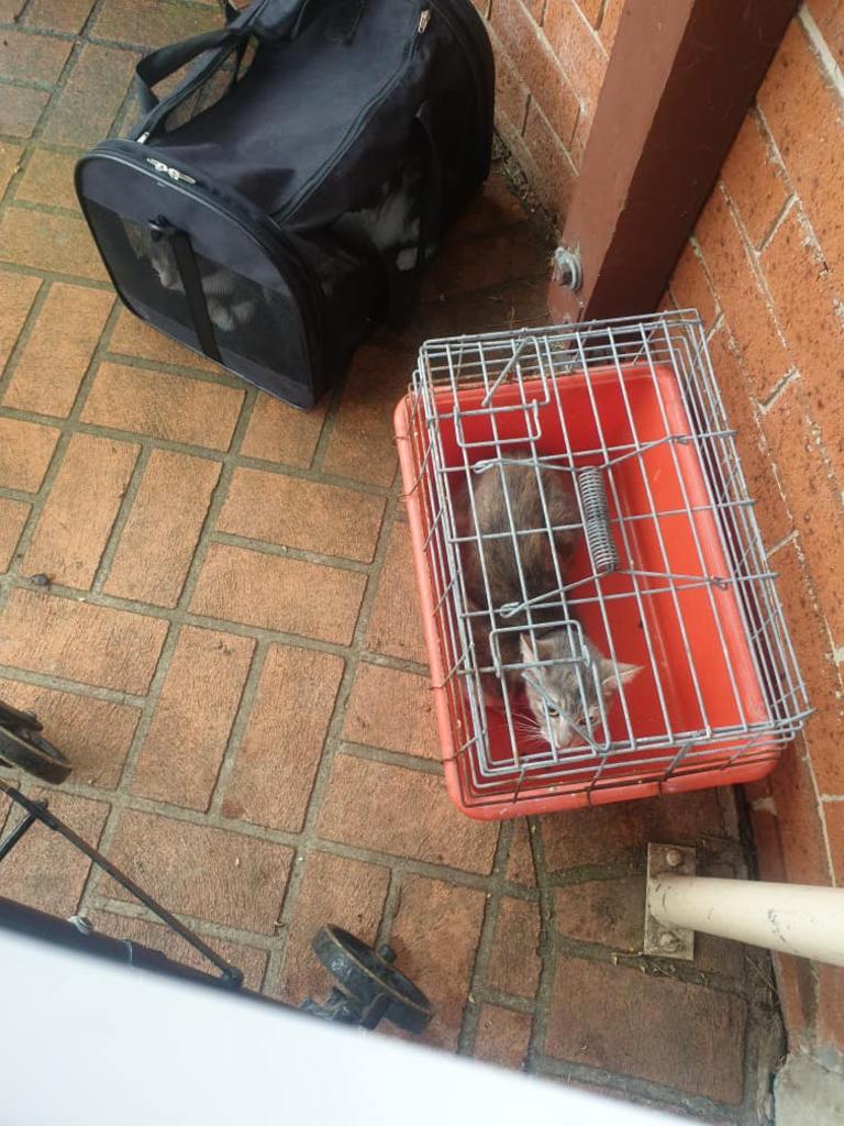 Two adult female cats and two 6-week-old kittens were dumped in Sydney’s West earlier this month. Picture: Facebook/ Sydney Street Cats