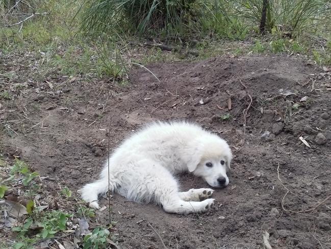 Ted, the 9-week-old maremma puppy refusing to leave the grave after seeing the older dogs buried. They both died as a result of suspected poisoning from a 1080 bait. Picture: Greg Jackson