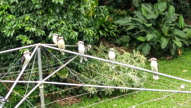 There are enough ‘spots’ in the backyards of Australia to represent around 20 per cent of the housing stock in major cities. Picture: Susan Murchie