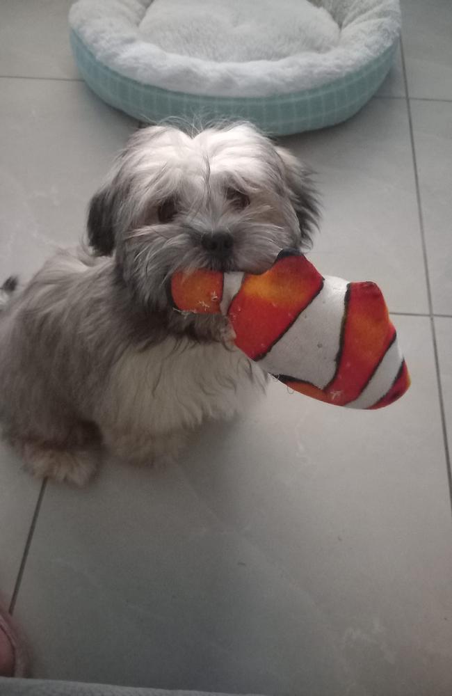 Ziggy: Katrina and Shane Fowler's 10 month old Maltese Shihtzu