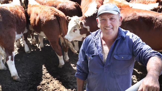 LIVESTOCK: Annual Mountain Cattle Sales 2025Annual Mountain Cattle Sales 2025. High country calf sales.Omeo WednesdayPictured: Russell Foster from Omeo selling 14.