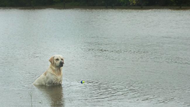 Ollie the Labrador wonders where his park has gone at Pacific Pines. Picture: Glenn Hampson.