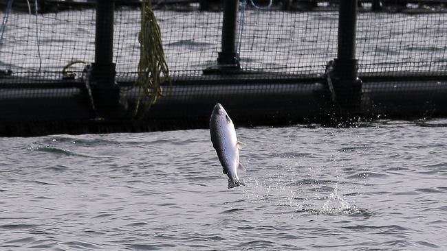 Tasmanians are used to debates about the benefits of economic growth versus the risks of environmental damage. However, at the moment we have the salmon industry and government in one corner and the critics with no apparent hope of mediation, according to Professor David Adams. Pictures: Richard Jupe