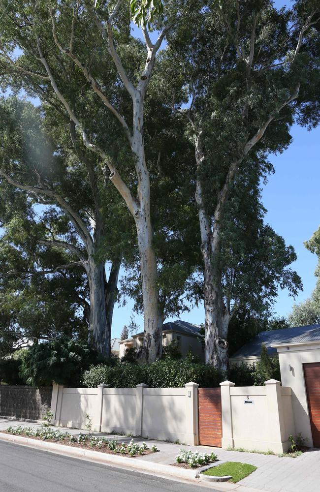 In October 2015 the tree owners, who live on Commercial Rd, went away for the weekend and returned to find their trees had been trimmed. Picture: AAP/Emma Brasier