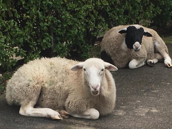 Two sheep have been found wandering the streets in Henley Beach. Picture: RSPCA