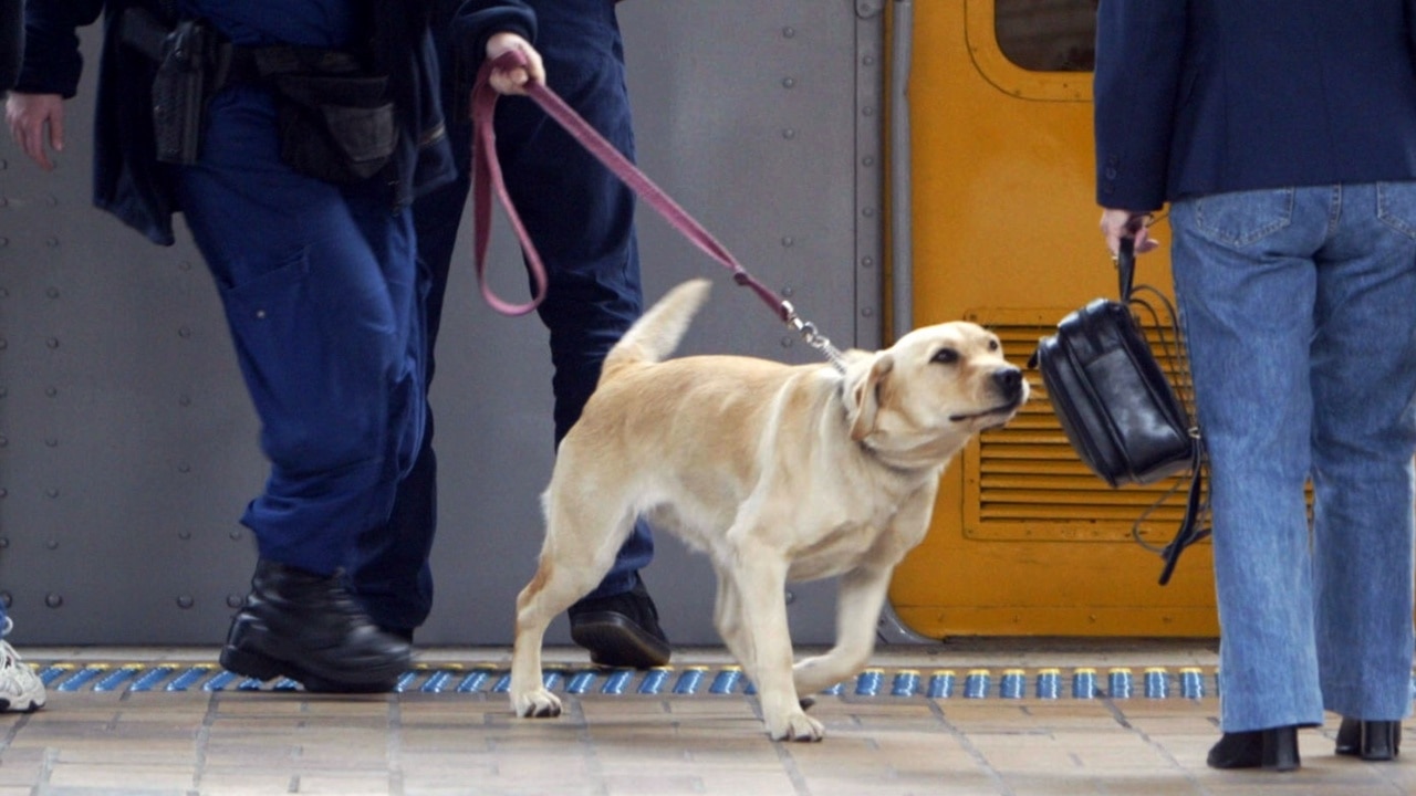 Dogs trained to detect COVID-19