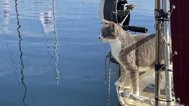 Ten-year-old cat Oli reaches the finish line of the Sydney to Hobart with the crew of Sylph VI. Picture: Genevieve Holding