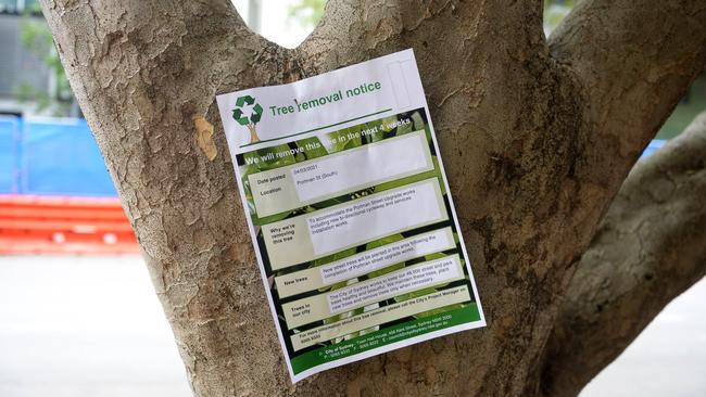 A tree removal notice on Portman St, Zetland. Picture: Jeremy Piper