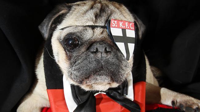  Bronson the one-eyed St Kilda fan. Picture: Herald Sun.