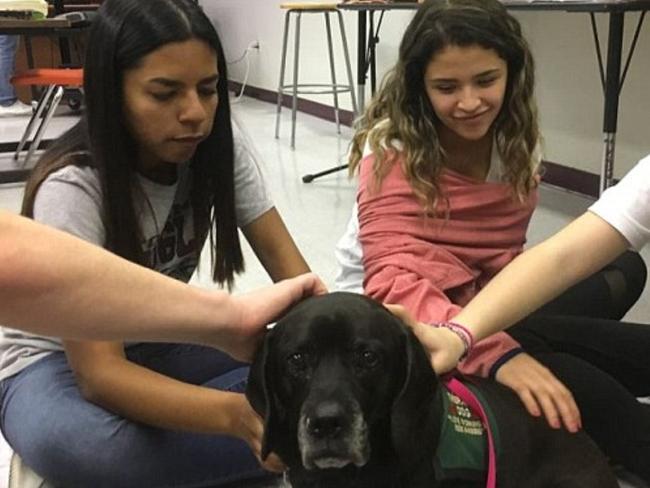 Florida shooting: Students are greeted by therapy dogs on return to ...