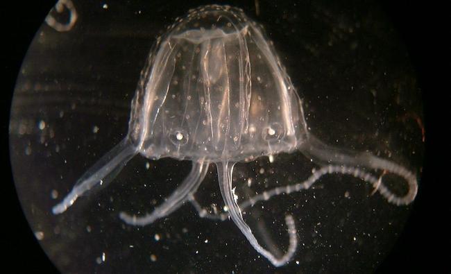 Irukandji has been found off the coast of Fraser Island. Picture: Contributed